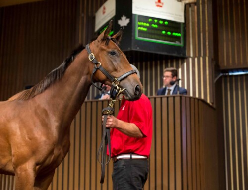 Canadian Premier Yearling Sale provides incredible value proposition for horse buyers