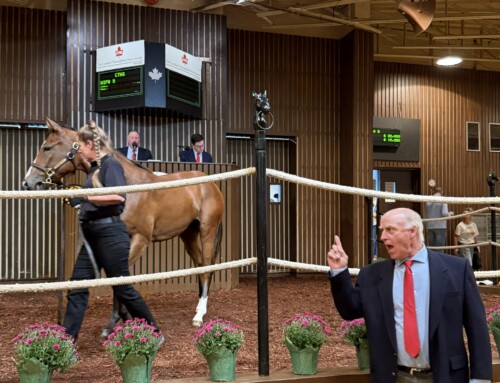 CTHS Canadian Premier Yearling Sale up sharply in all categories