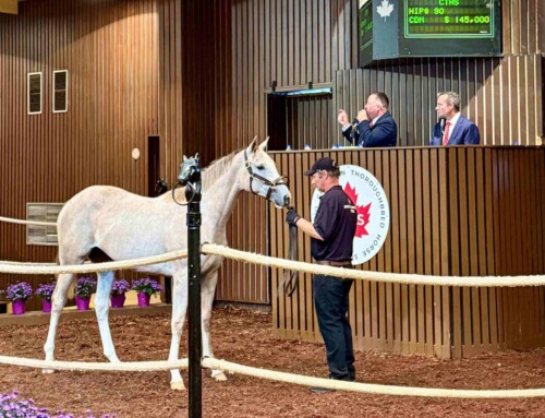 Government funding increase has optimism on the rise heading into Canadian Premier Yearling Sale