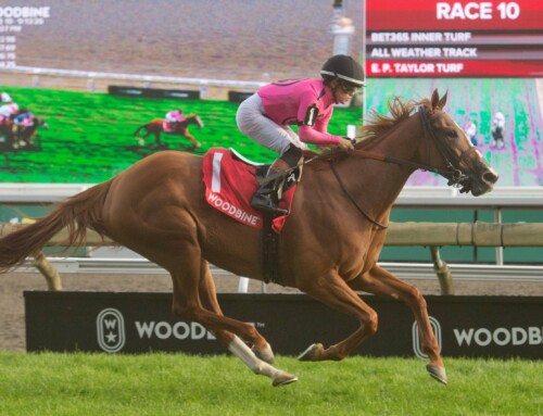 Ontario Breds Elysian Field, Stunningly Perfect and Souper Survivor score stakes at Woodbine