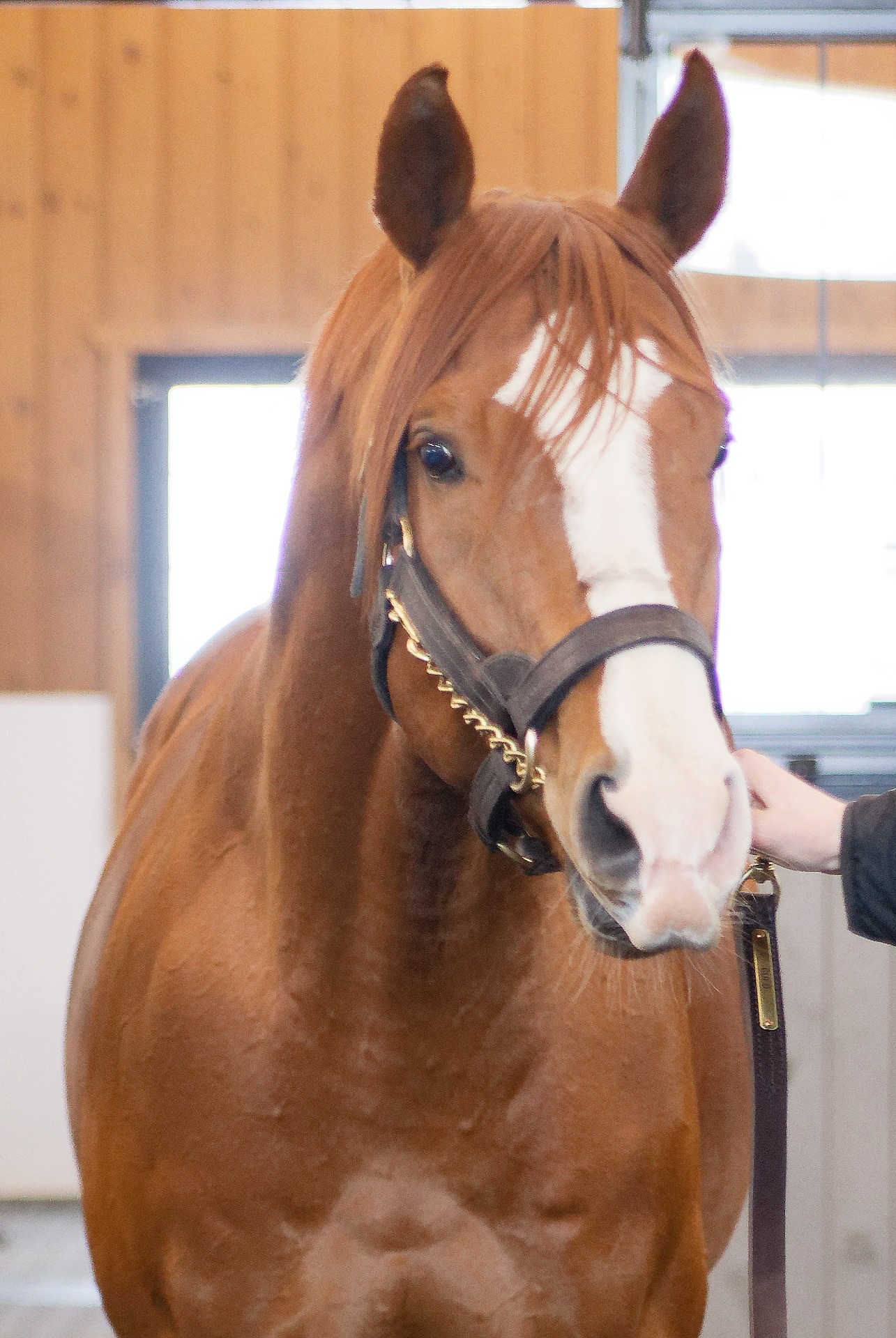 Ballycroy Bloodstock's Gufo (Courtesy Sandra Snyder/Ontario Racing)