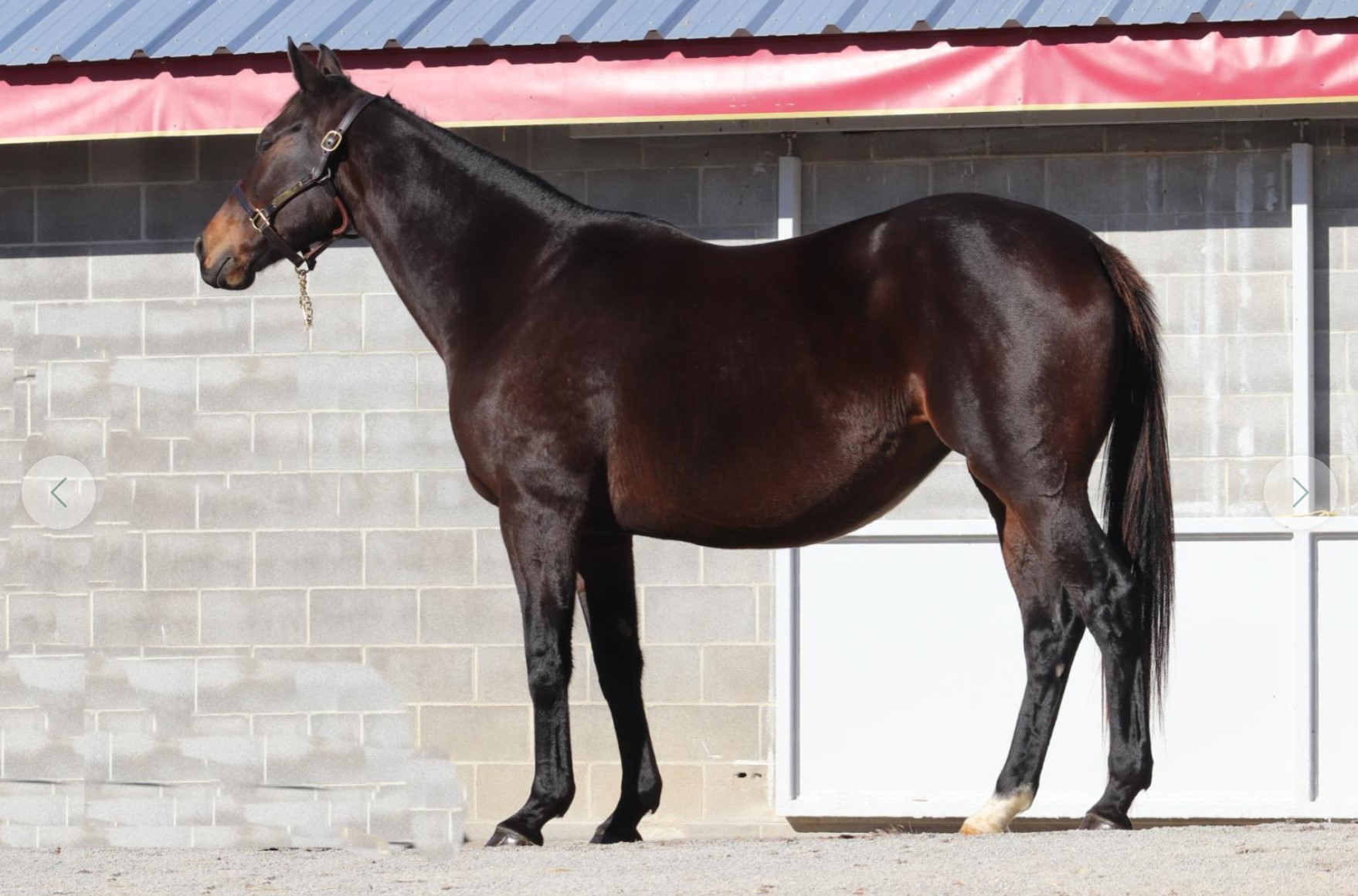 At the Keeneland November Breeding Stock Sale, Evan Sandhu purchased Sing me Home (GB), a Muhaarar (GB)–Smart Change mare in foal to Yaupon for $25,000.