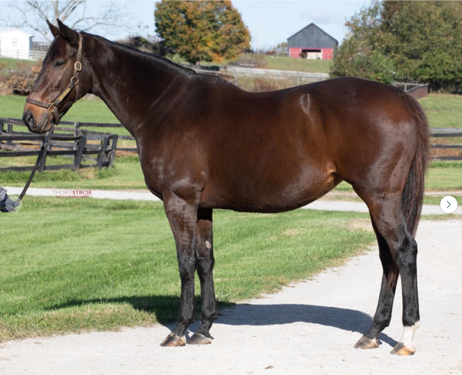 At the Keeneland November Breeding Stock Sale, Evan Sandhu purchased Lady de Peron (GB), a Kingman (GB)–Madam President (GB) mare in foal to Up to the Mark for $20,000.