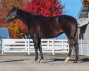 At the Keeneland November Breeding Stock Sale, Evan Sandhu purchased Girl on Film (FR), an Dabirism (FR)–Pretty Paper (IRE) mare in foal to Oscar Performance for $30,000.