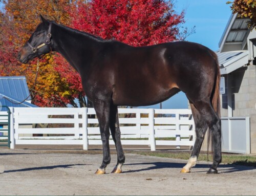 Amplify’s Evan Sandhu thrilled TIP’s Mare Purchase Program helped him acquire three new mares