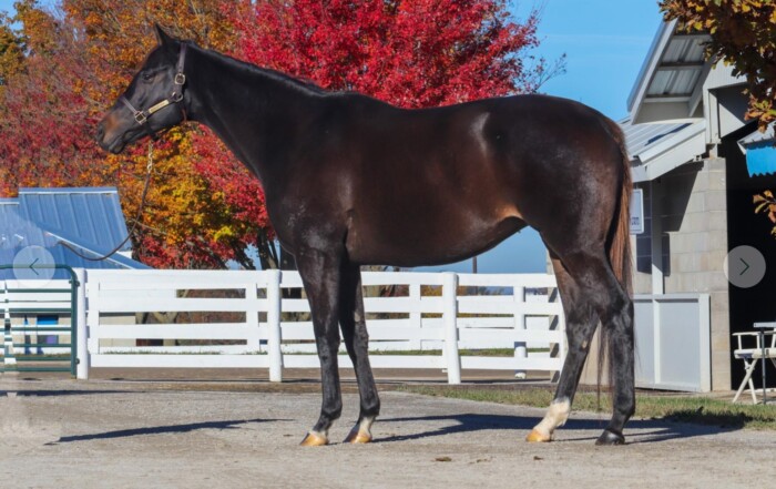 At the Keeneland November Breeding Stock Sale, Evan Sandhu purchased Girl on Film (FR), an Dabirism (FR)–Pretty Paper (IRE) mare in foal to Oscar Performance for $30,000.