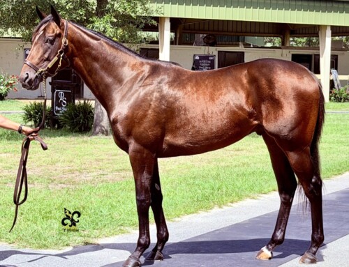 Nine Ontario-bred 2-year-olds sold for $852,000 combined at OBS June Sale