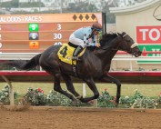 Native Diver in the stretch