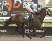 Pleasure’s Gold and jockey Justin Stein winning on the Woodbine Tapeta on June 12, 2022 (Michael Burns Photos)
