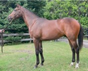 This Speaker’s Corner colt out of Carta de Oro sold for $142,000 at the 2025 CTHS Canadian Premier Yearling Sale.