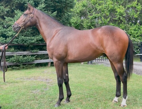 TIP’s Mare Purchase Program helped Clancy improve Ontario broodmare band and nearly top the CTHS sale