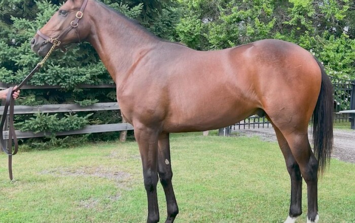 This Speaker’s Corner colt out of Carta de Oro sold for $142,000 at the 2025 CTHS Canadian Premier Yearling Sale.