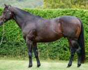 Sergei Prokofiev, one of Europe's leading young stallions, has returned to his birth province and will stand stud at Ballycroy Bloodstock in Loretto, ON for a fee of $10,000.
