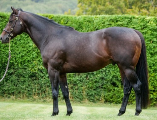 Sergei Prokofiev’s homecoming leads Ontario’s exciting new group of stallions