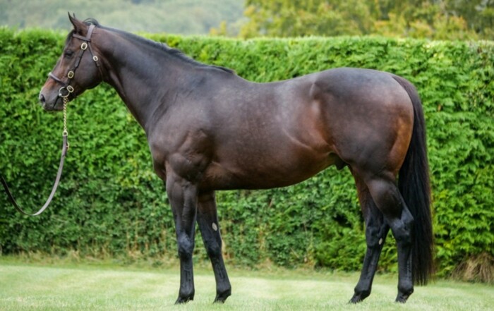 Sergei Prokofiev, one of Europe's leading young stallions, has returned to his birth province and will stand stud at Ballycroy Bloodstock in Loretto, ON for a fee of $10,000.