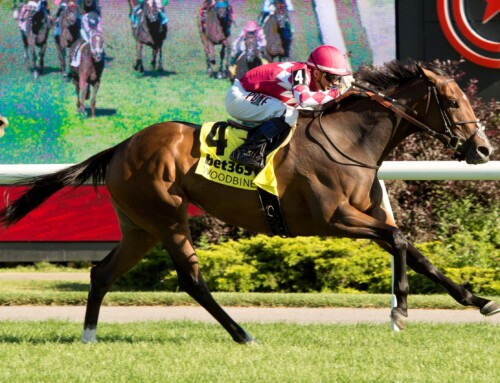 Ontario-bred Shifty completes natural hat trick in classy Royal North victory