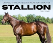 Thoroughbred Improvement Program 2026 Stallion Directory cover