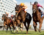 Wicked Django and jockey Keveh Nicholls winning the Grand Valley Stakes on Sept. 27, 2026 at Woodbine (Michael Burns Photo)