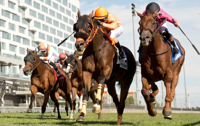 Wicked Django and jockey Keveh Nicholls winning the Grand Valley Stakes on Sept. 27, 2026 at Woodbine (Michael Burns Photo)