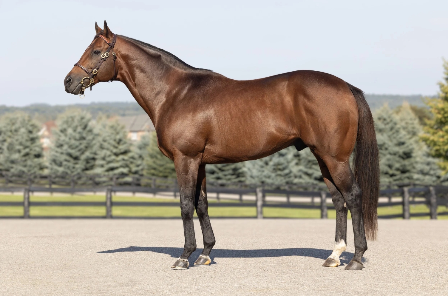 Yorkton has moved to Adena Springs North in Aurora, ON from Crestwood Farm in Lexington, KY for 2026.