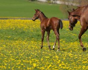 Foal and mare in field