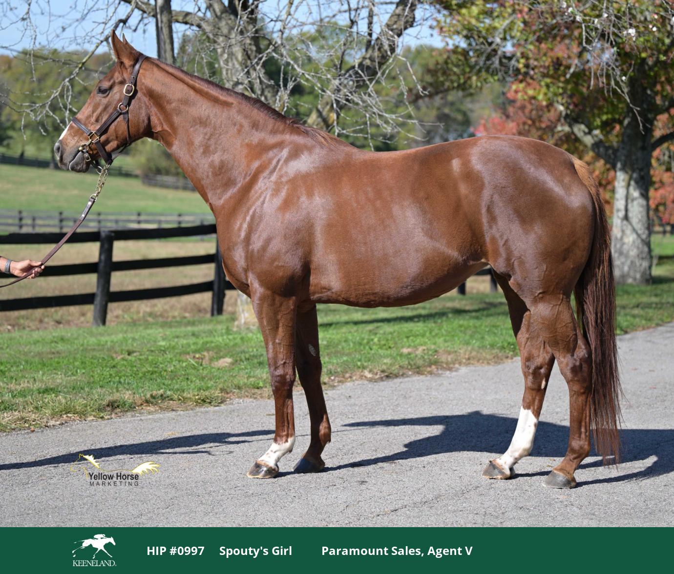 TIP’s expanded Mare Purchase Program offers tremendous incentive for Ontario breeders to upgrade their broodmare bands